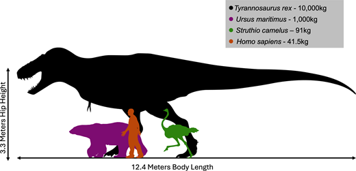 Comparação de tamanho entre T. rex e vários vertebrados terrestres ainda existentes. As silhuetas são provenientes de Phylopic (Phylopic.org).