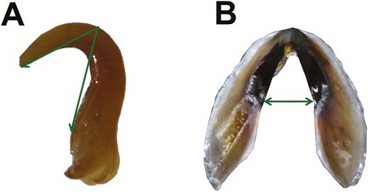 A, pontos de referência utilizados para medir o ângulo do gancho. Gancho da clava tentacular, 7º gancho ventral, de uma fêmea madura com 200 mm de CDM (Comprimento Dorsal do Manto; ICMC000403). B, pontos de referência utilizados para medir a fenda da asa. Bico inferior de uma fêmea madura com 210 mm de CDM (ICMC000407).