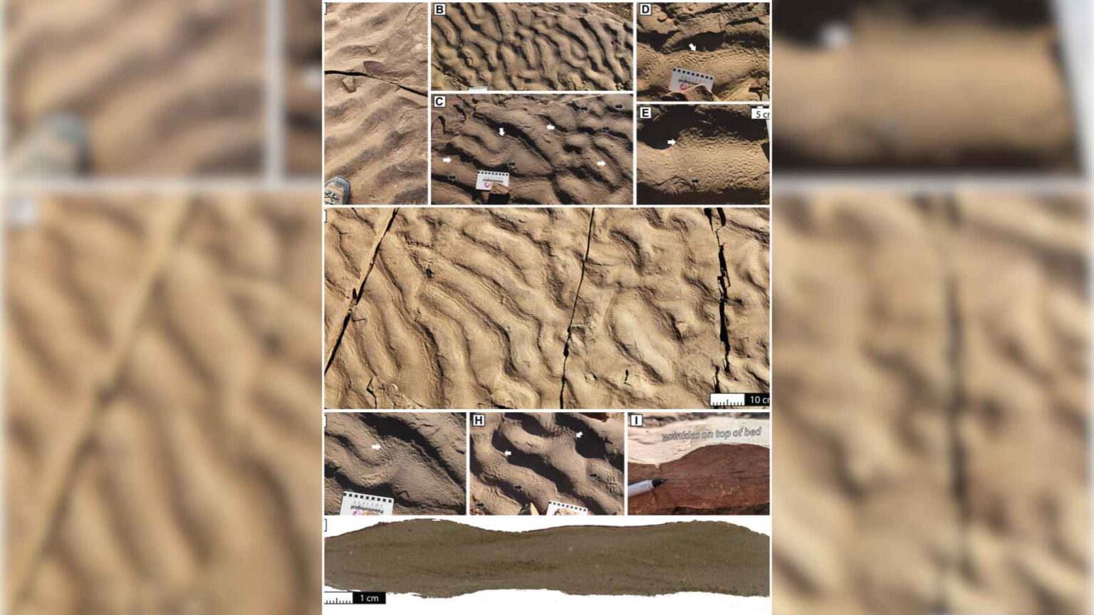 Em 2016, a Dra. Rowan Martindale, paleoecologista e geobióloga da Universidade do Texas em Austin, notou a textura enrugada enquanto fazia uma trilha no Vale de Daddis, no Marrocos.