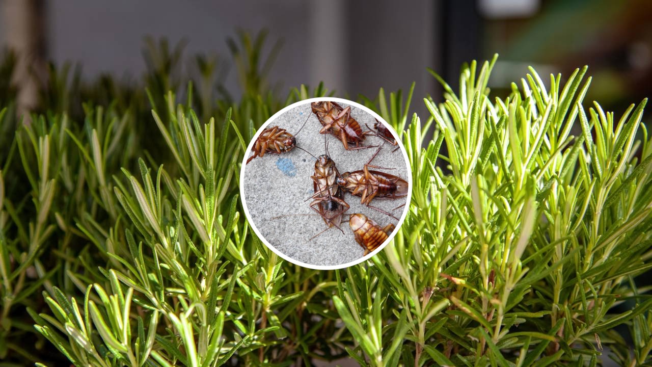 Potencialize a assepsia da sua casa com alecrim e manjericão; entenda como os óleos essenciais saturam os sensores dos insetos no calor