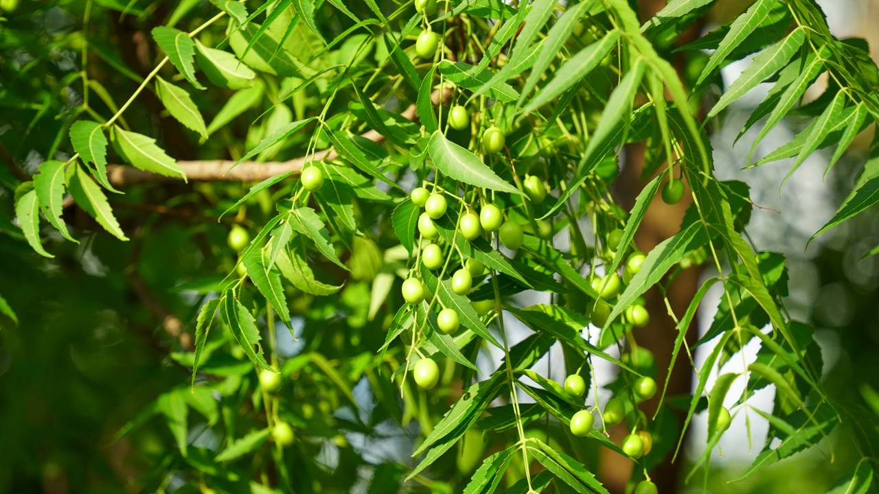 Infecção de pele persistente? Aplique a ciência da azadiractina para interromper o ciclo de germes e fungos com o poder do Nim.