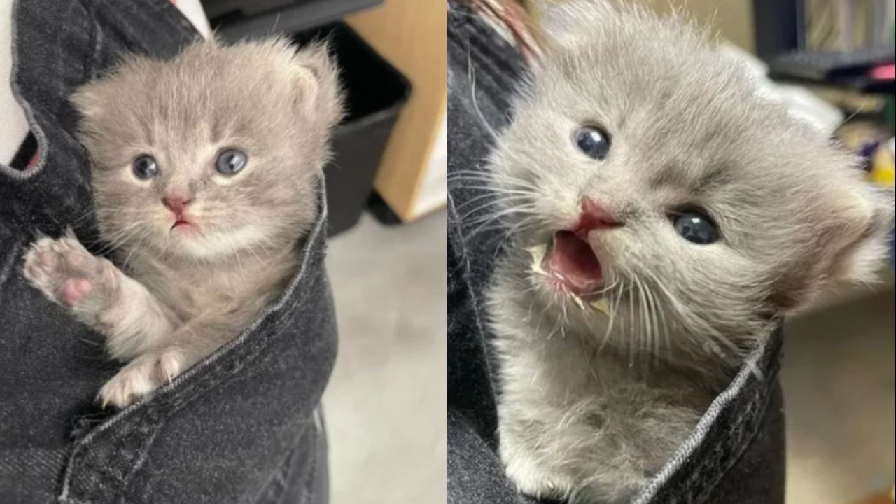 Lavender exemplifica como a socialização gradual e positiva é fundamental para conquistar a confiança de filhotes resgatados. Créditos: (Foto/Love Meow)