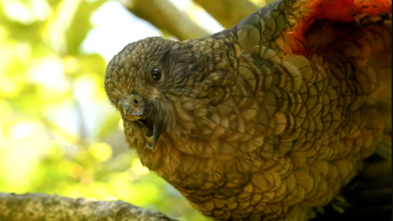 A inovação permite que animais com deficiência, como Bruce, conquistem status social, um comportamento compartilhado entre aves como o kea e primatas. Créditos: (Foto: Ximena Nelson)