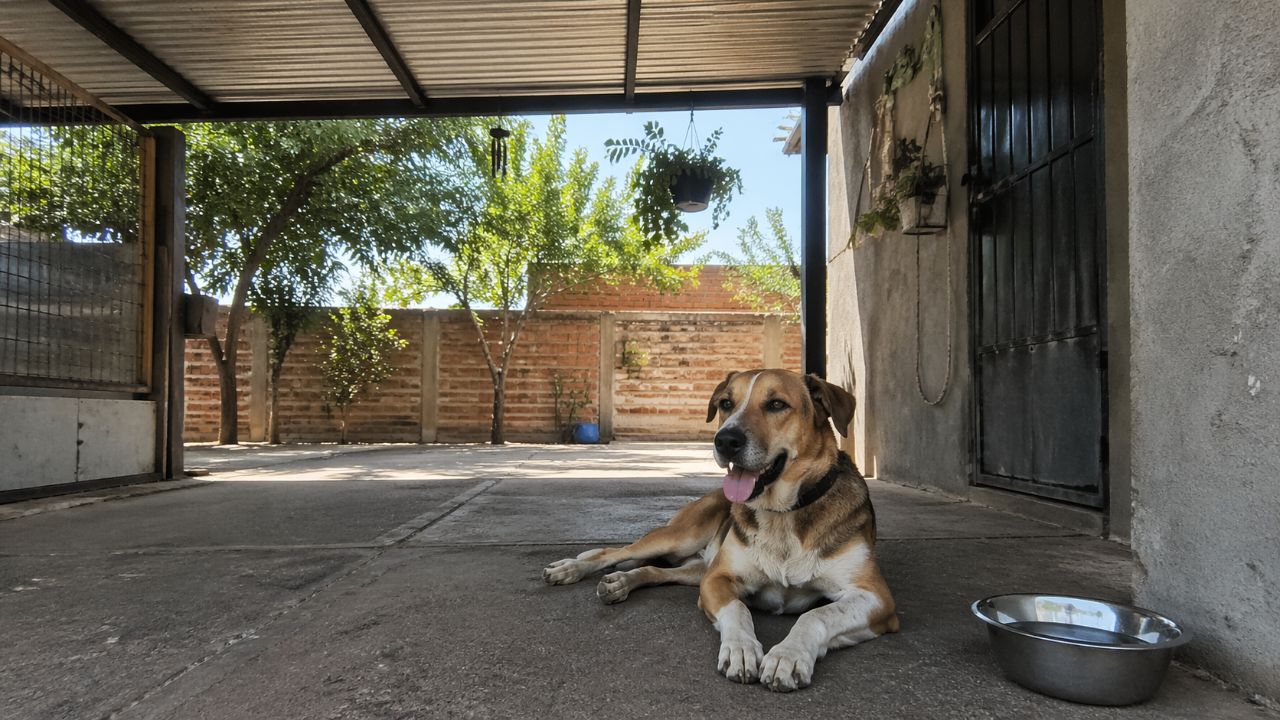 Ambientes externos para pets exigem sombra, ventilação e água para prevenir riscos à saúde em dias de calor intenso.