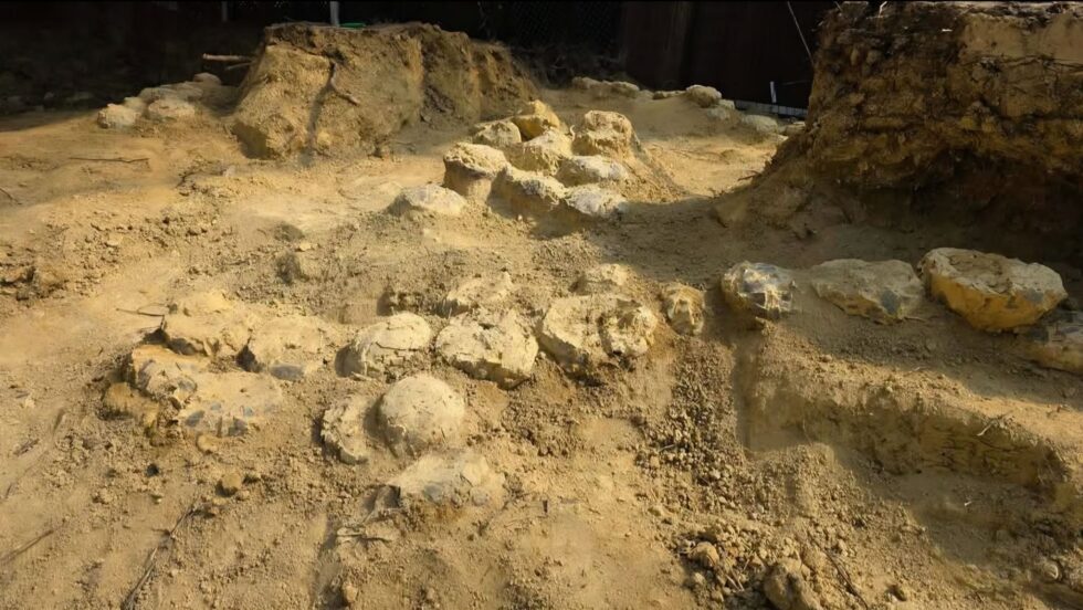 Por décadas, Alain Cabot caminhou pela mesma região do sul da França com os olhos de um geólogo e a paciência de um paleontólogo.