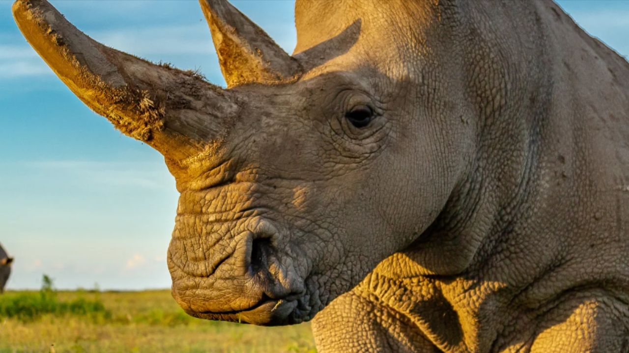As últimas fêmeas de rinoceronte-branco do norte vivem sob vigilância constante no Quênia para evitar a extinção. Créditos: (Foto/Reserva Natural de Ol Pejeta)