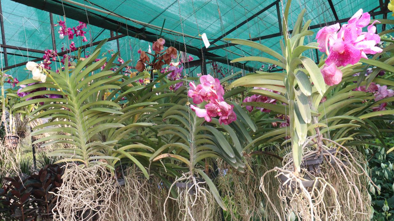 Por que a Vanda cresce para cima? A ciência do crescimento monopodial e como manter a planta equilibrada