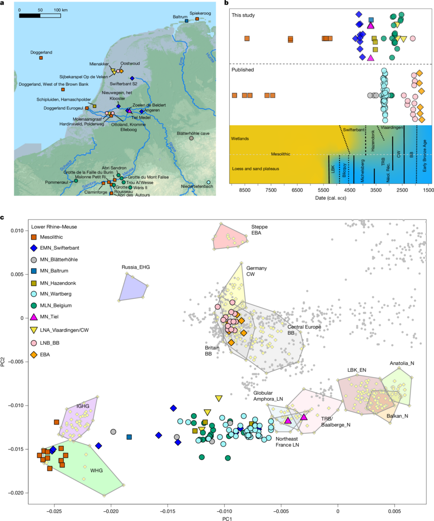 Estudos de DNA antigo revelaram que, na Europa, de 6500 a 4000 a.C., descendentes de agricultores da Anatólia ocidental se misturaram com caçadores-coletores locais, resultando em uma renovação ancestral de 70–100%1, então a ancestralidade das estepes se espalhou com o complexo Corded Ware entre 3000–2500 a.C