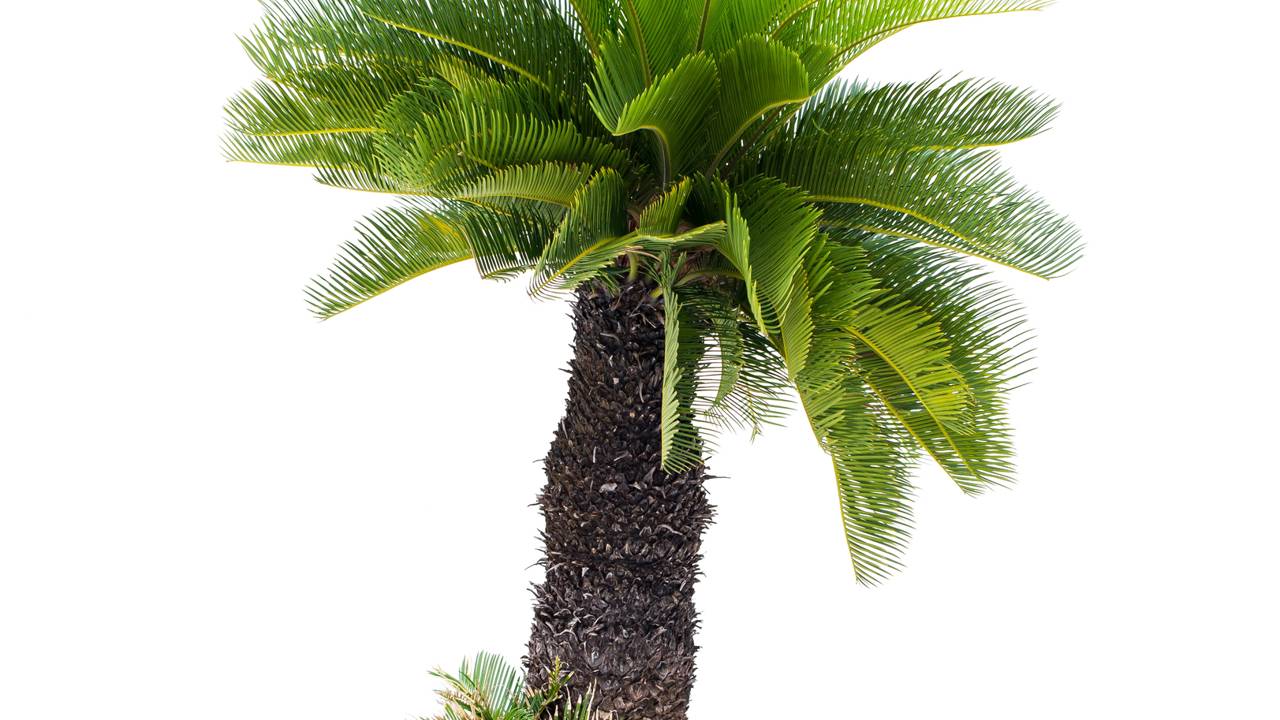 Distância técnica: saiba o recuo exato para que a palmeira-fênix não encoste no seu telhado.