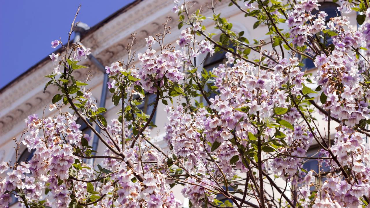 Chega de esperar décadas por uma árvore! Conheça a estratégia de manejo da Paulownia, a solução definitiva para o paisagismo de alto padrão.