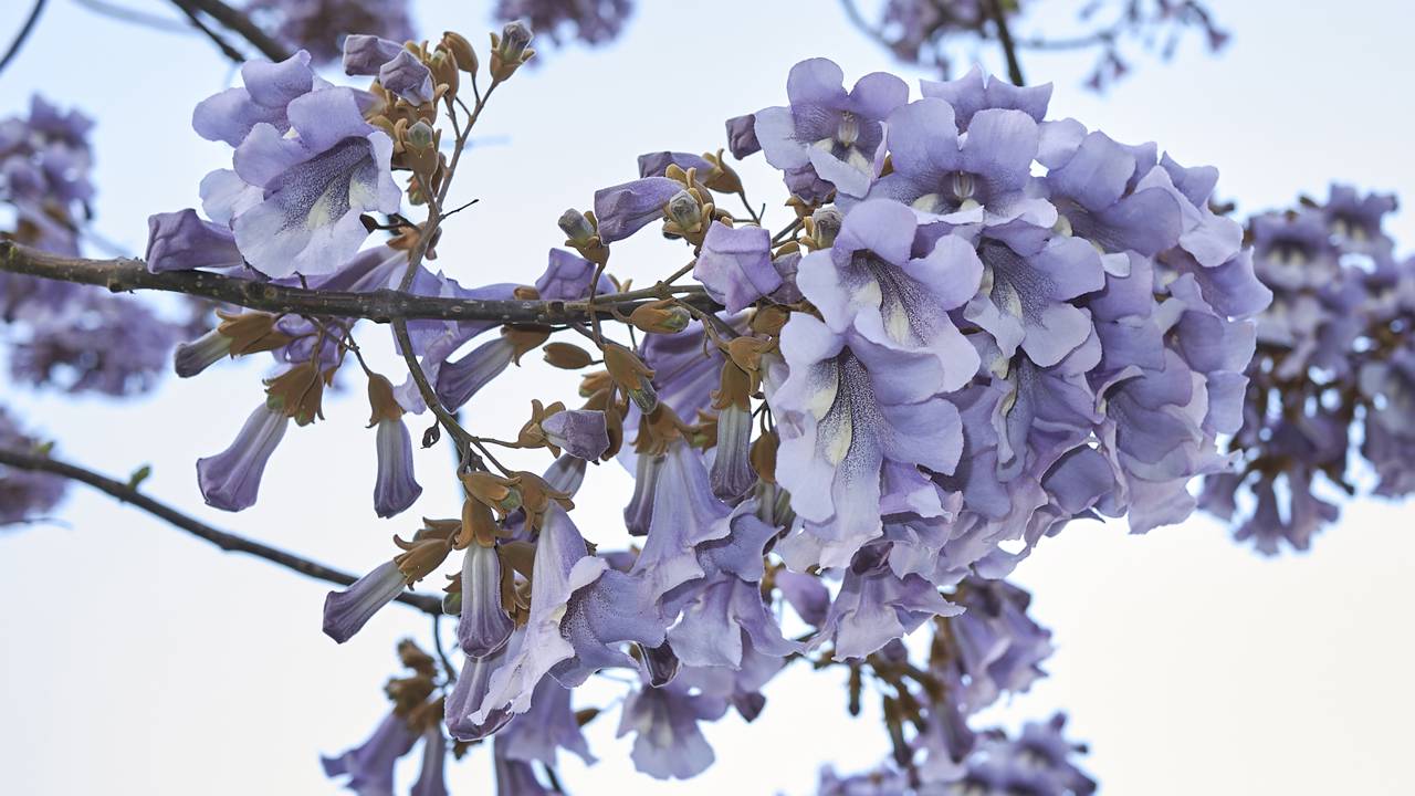 Essa árvore queridinha dos quintais promete sombra rápida, mas pode trazer desafios inesperados se não for usada com planejamento.