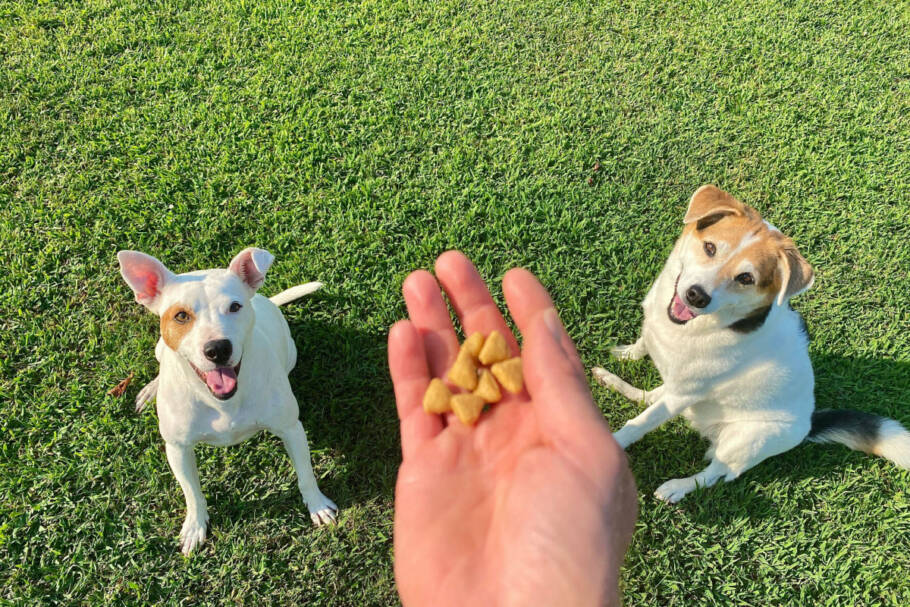 Usar o estímulo certo com o cachorro é essencial para o aprendizado rápido e consistente (Imagem: Ryan Brix | Shutterstock)