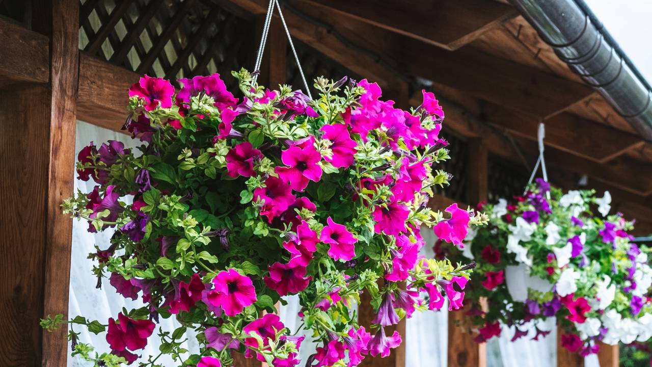 Sabia que abril é o mês oficial das cores vibrantes? Descubra o “pulo do gato” pra fazer suas flores bombarem na varanda com custo zero e zero erro.