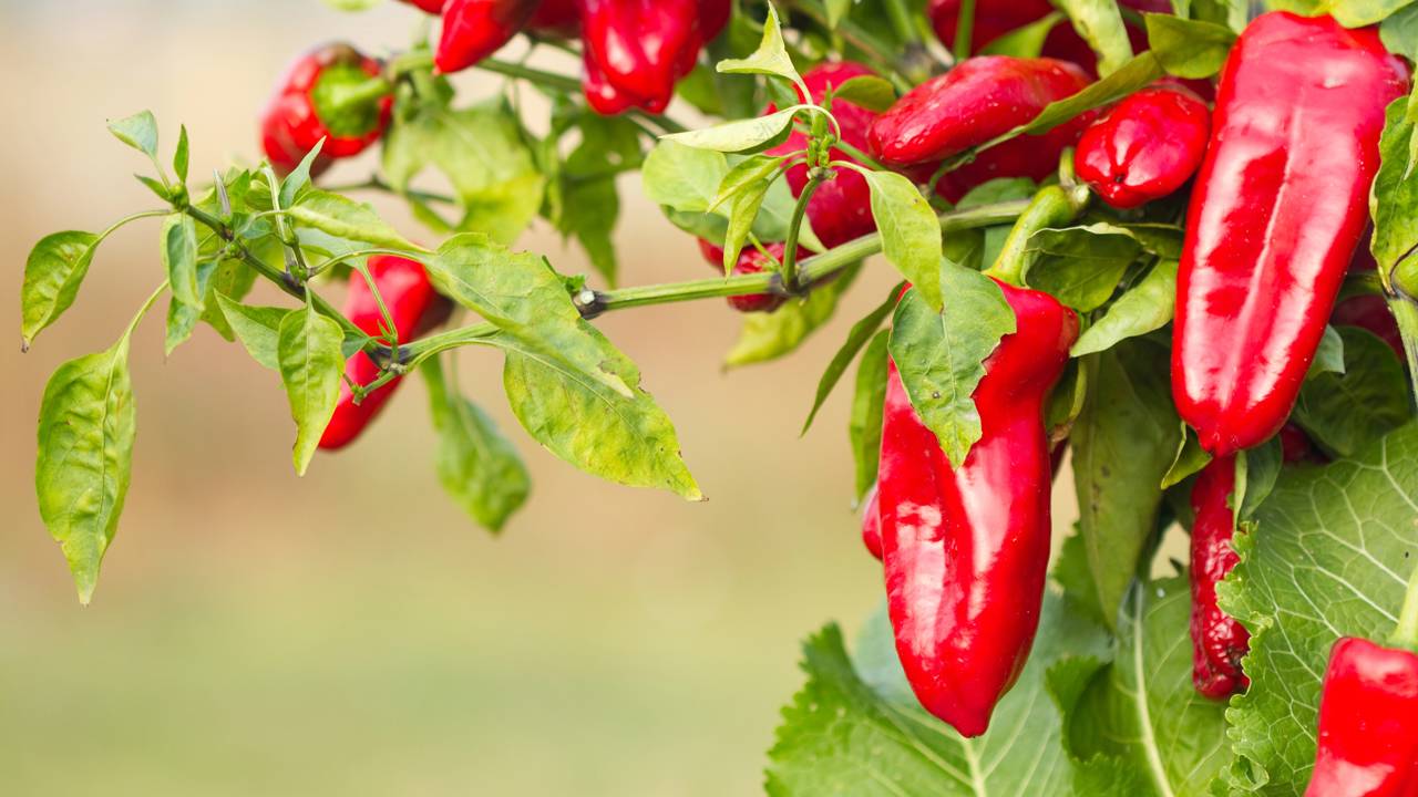 A pimenteira bonita sem frutos tem solução simples. Ajustes no cultivo de pimenta em casa podem aumentar flores e colheita rapidamente.