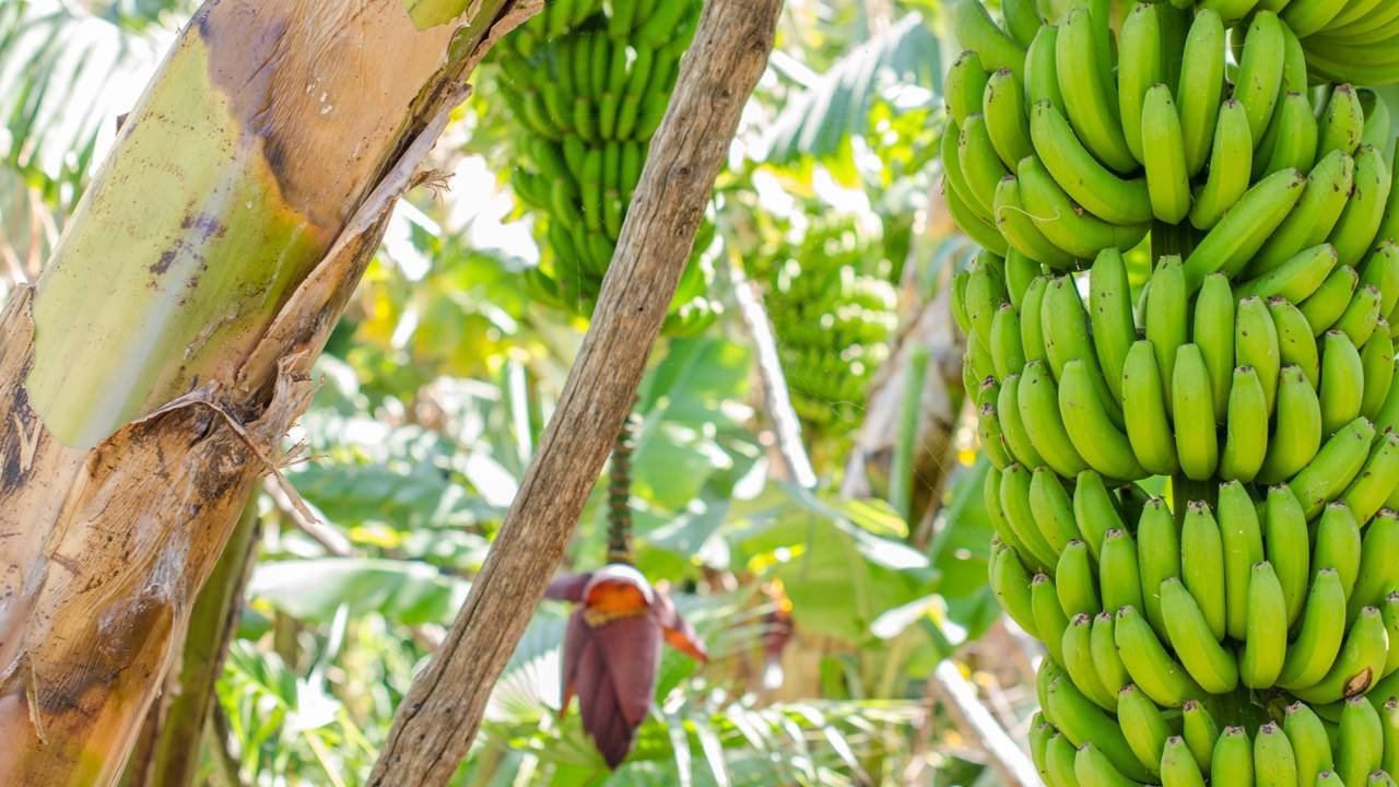 Uma vida equilibrada exige colher saúde direto do pé. Saiba como os cuidados de abril transformam sua rotina no quintal e protegem o bem-estar da família.