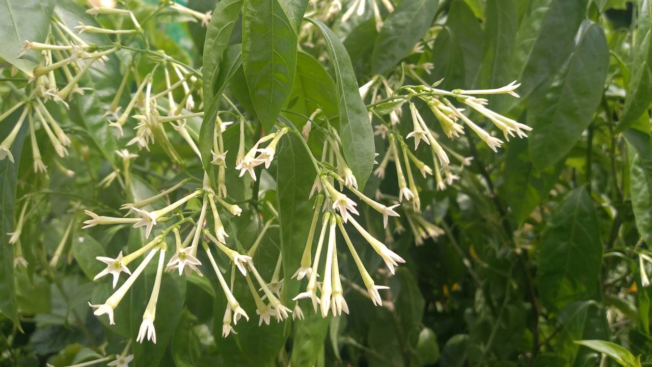 Uma vida equilibrada exige rituais de paz ao final do dia. Saiba como o aroma do jasmim transforma sua varanda e protege o bem-estar e o sono da sua família.