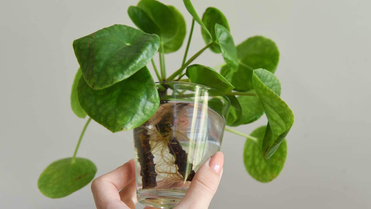 Entenda como as raízes adventícias se adaptam ao meio hídrico e decoram seu lar sofisticado com transparência.