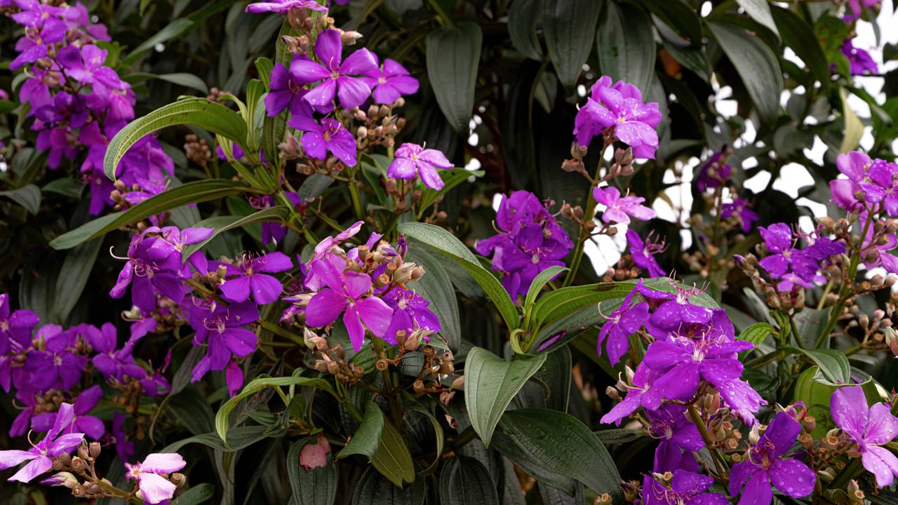 Menos veneno, mais vida. Saiba como a quaresmeira atrai polinizadores e equilibra o ecossistema do seu jardim.