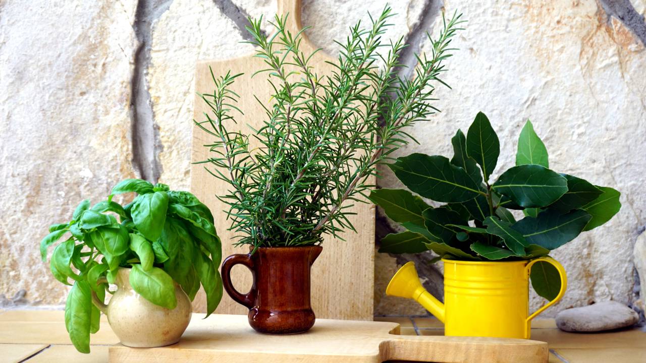 Chega de sprays químicos! Conheça a estratégia de paisagismo funcional que une flores vibrantes a uma proteção passiva de alta performance