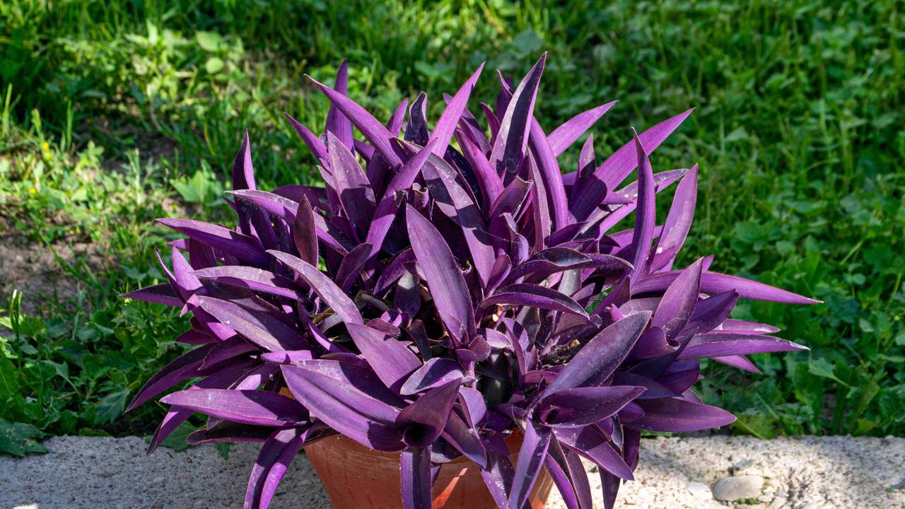 Essa planta rasteira é capaz de fazer seu jardim produzir adubo natural em pouco tempo deixando o solo mais fértil