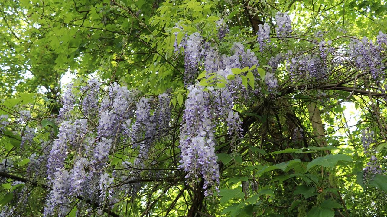Arame ou Grade? Saiba qual o suporte técnico ideal para aguentar o peso de uma trepadeira adulta.