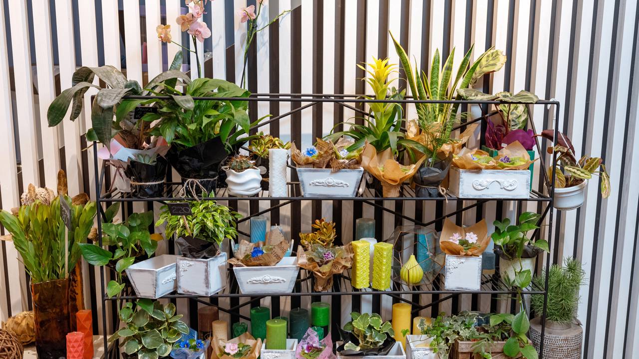 Sol, sombra e vento: configure seu jardim conforme o ciclo circadiano das plantas e otimize a taxa de fotossíntese no seu apê.