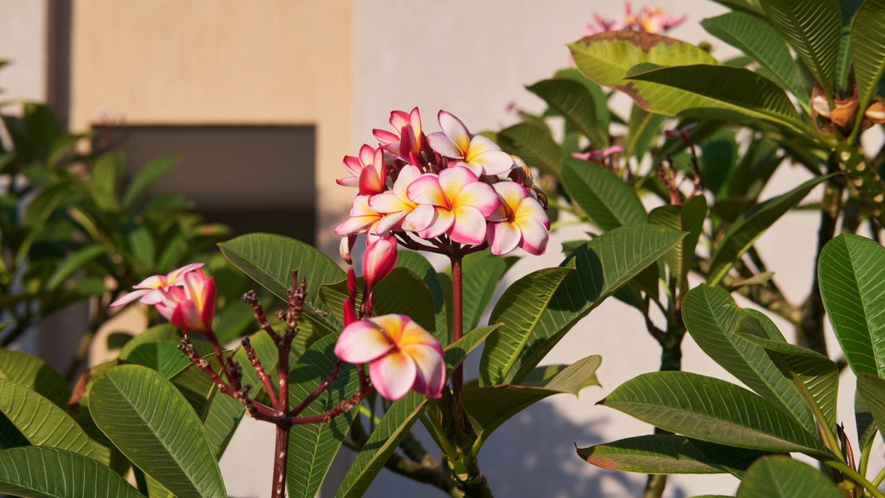 Potencialize seu jardim vertical com árvores em miniatura; veja o passo a passo para plantar jasmim-manga em vasos e garantir florações potentes.