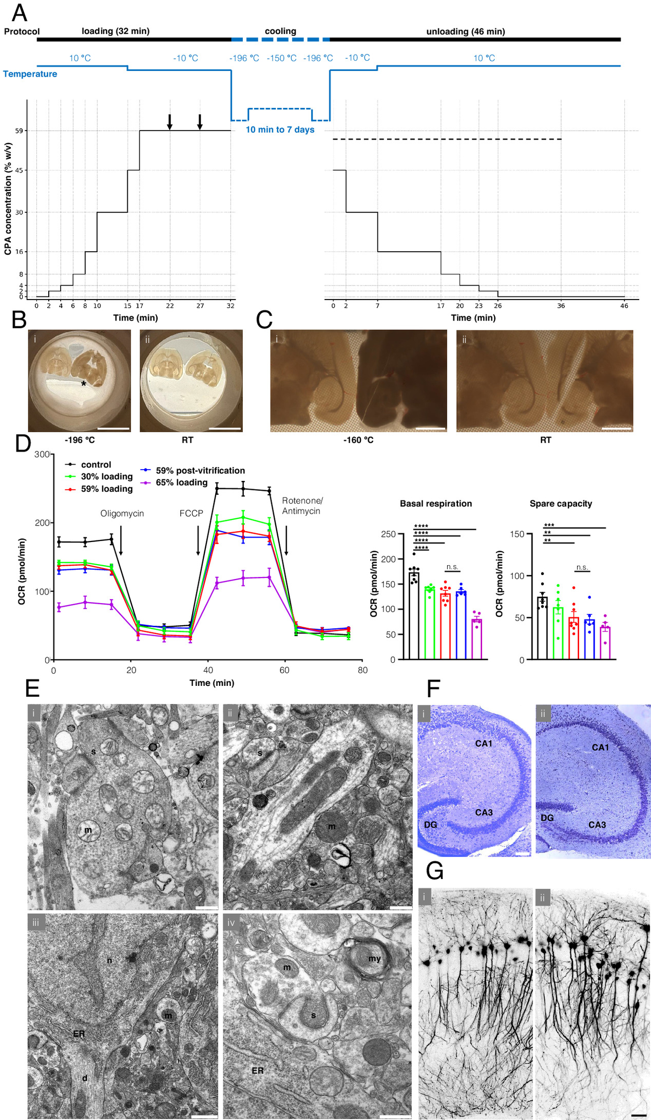 Vitrificação de fatias cerebrais de muro adulto. (A) Curso temporal do protocolo de vitrificação, com variação de temperatura (Cima) e concentração de CPA (Embaixo). Setas indicam onde ocorre a transferência para a solução fresca de vitrificação. A linha pontilhada indica adição de 300 mM de manitol à solução transportadora para descarga.