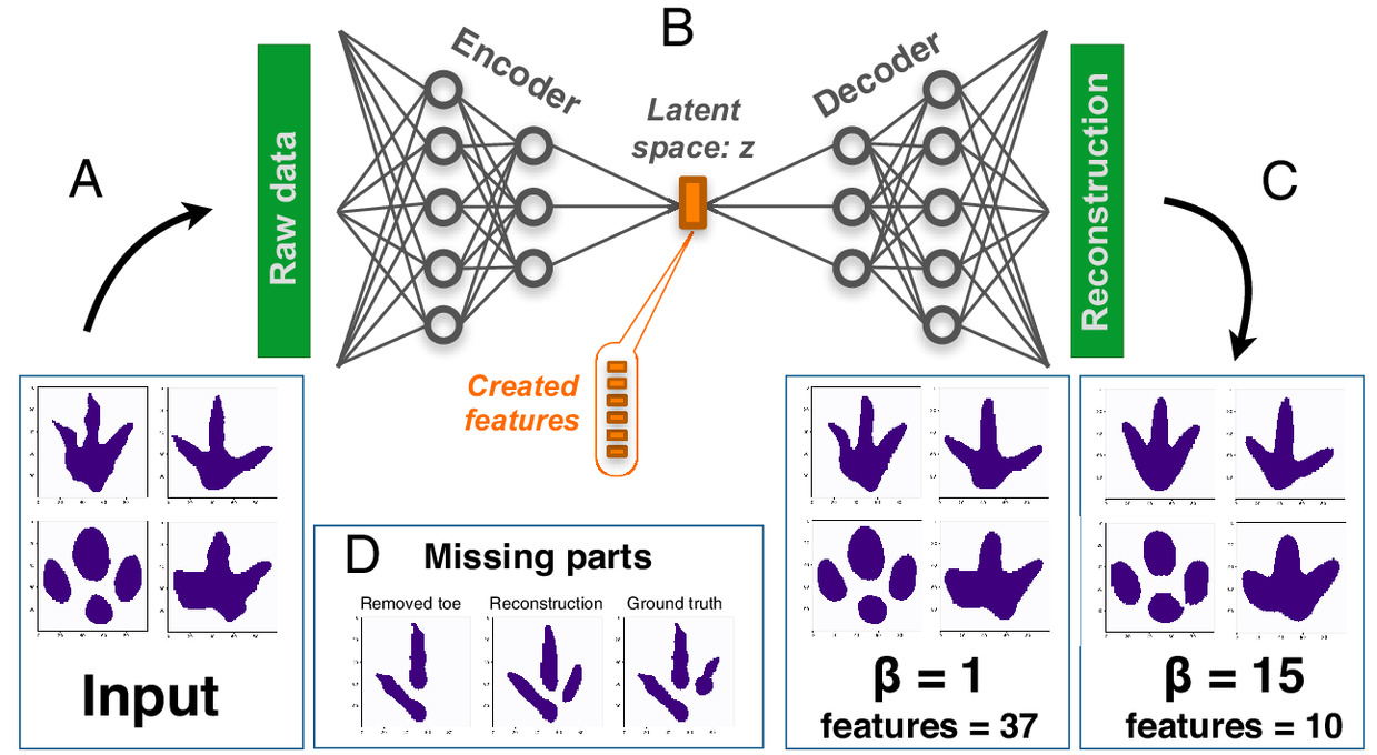 Silhuetas de pegadas de dinossauros (A) são processadas por meio de uma rede neural artificial (B) com um gargalo dimensional em seu centro. Devido a uma condição de desemaranhamento, cuja intensidade é dada pelo parâmetro β, a representação comprimida, criada pela parte codificadora da rede e chamada de espaço latente z, é interpretável para a mente humana.