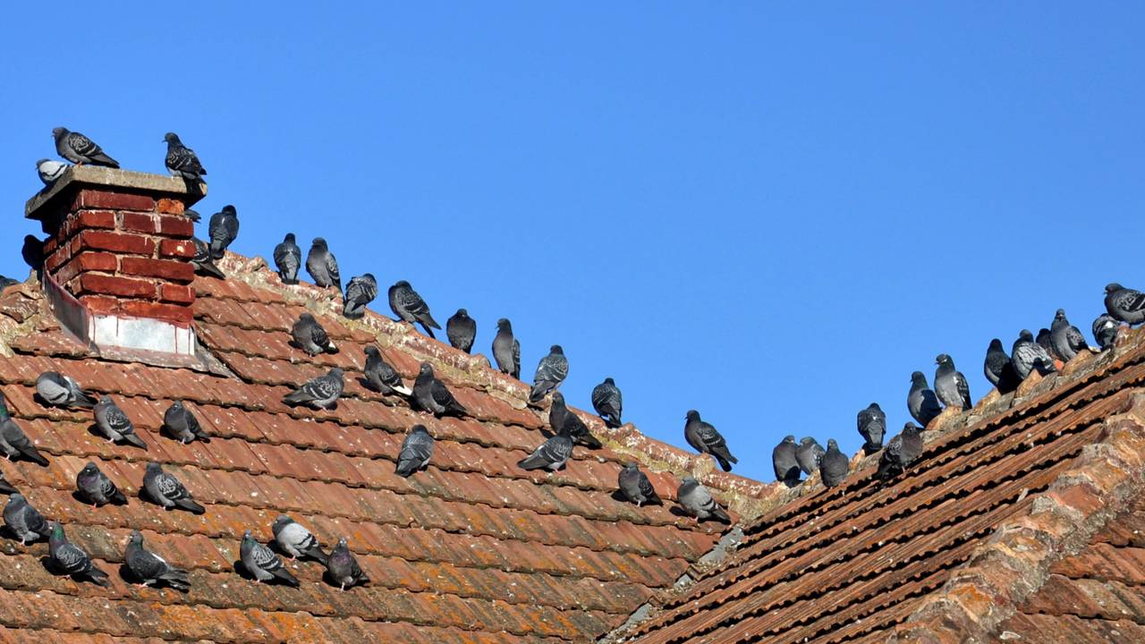 Entenda como a hipersensibilidade visual das aves pode ser usada a seu favor para criar uma barreira de luz que protege o seu telhado sem químicos ou custos altos.