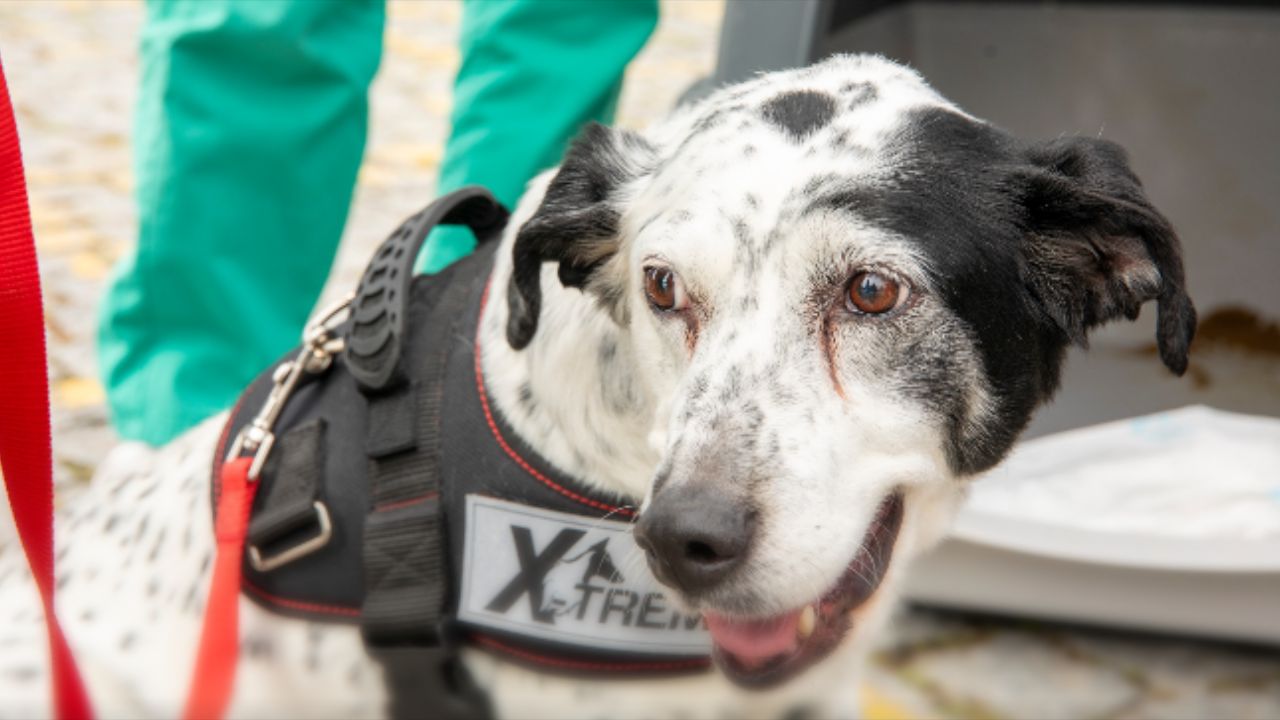 A trajetória de “Pintinhas” transforma a escola em um exemplo prático de consciência e adoção responsável. /Créditos: (Foto: CM Barcelos)