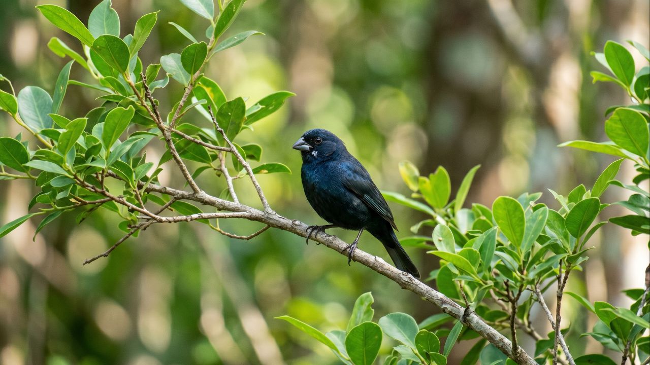 Sons de pássaros reduzem o estresse e promovem relaxamento, foco e bem-estar mental.