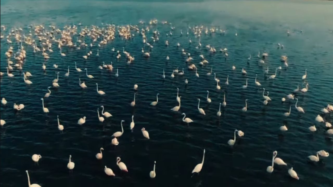 A Reserva de Korgalzhyn abriga uma rara colônia de flamingos rosados. / Foto: (Fonte/@korgalzhyn_qorygy)