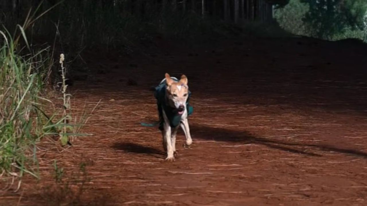 Priorize o bem-estar do cão com acompanhamento veterinário e respeito aos limites físicos durante os exercícios. Créditos: (Instagram/@marinagiselc)