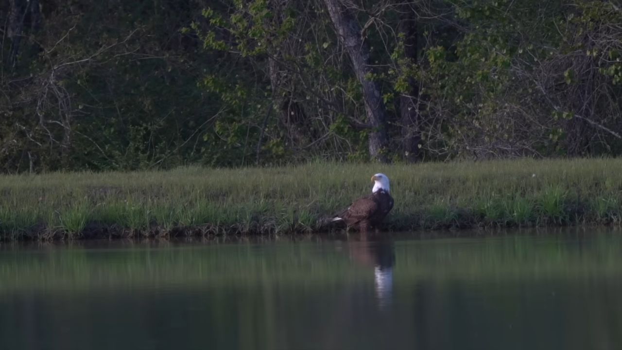 A convivência entre diferentes espécies transforma o lago em um ecossistema dinâmico. / Foto: (Fonte/YouTube: @BamaBass)