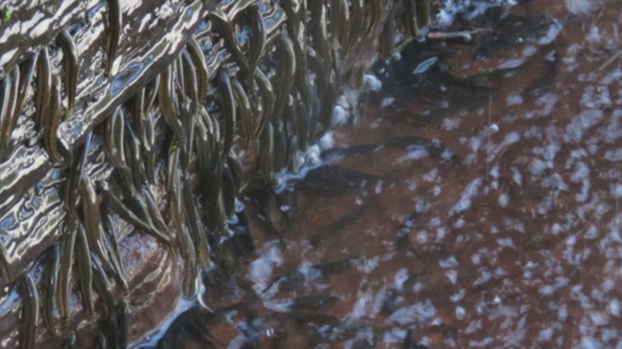 Peixes escaladores usam adaptações físicas para subir cachoeiras. / Foto: (Fonte/Nature)