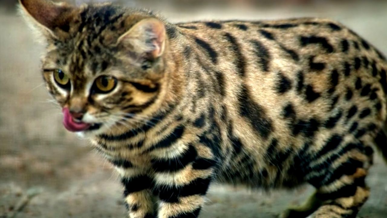O gato-de-patas-pretas utiliza alta resistência e adaptações estratégicas para suportar sua intensa rotina de caça noturna. Créditos: (Youtube/@ANIMALTVguilherme)