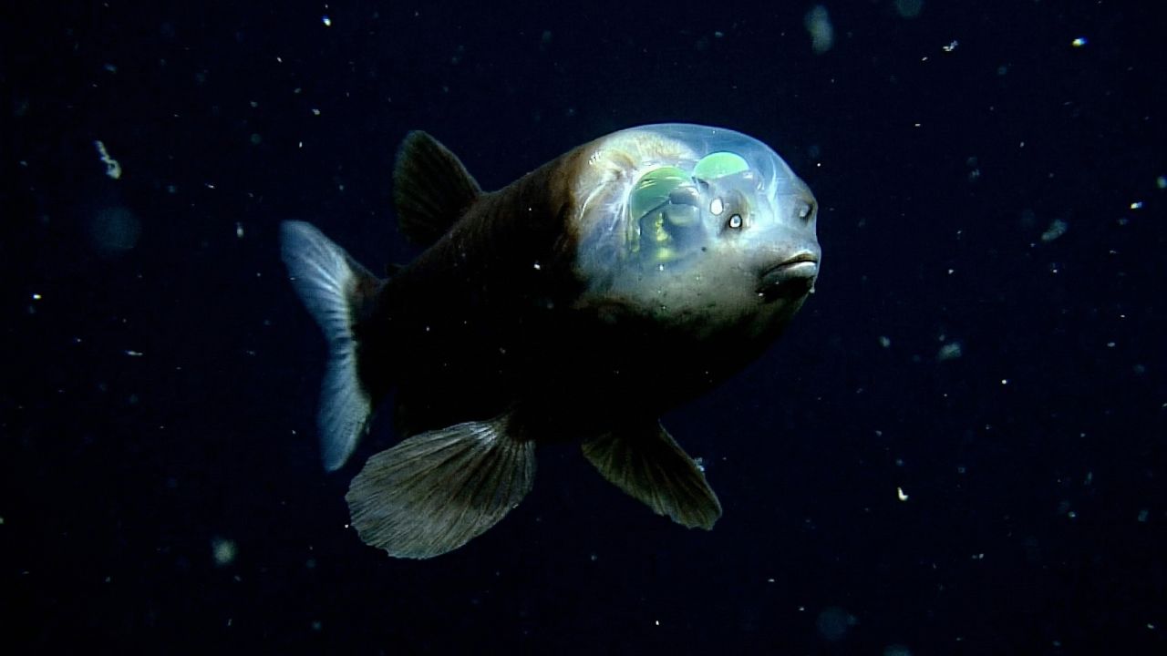 O Macropinna microstoma poupa energia e evita predadores ao permanecer imóvel.