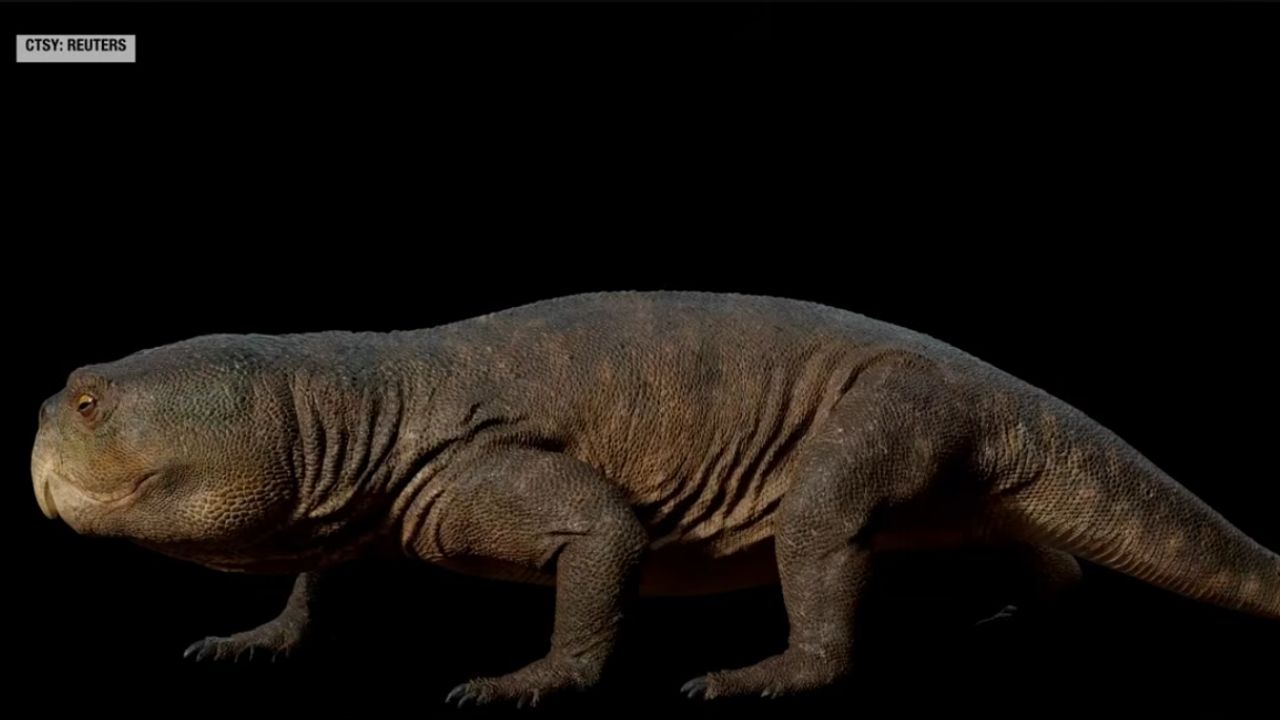 A descoberta do Isodapedon varzealis eleva para seis as espécies de rincossauros no Brasil, confirmando a diversidade e o boom evolutivo do grupo no Triássico. Créditos: (Youtube/@TheDailyGuardian)