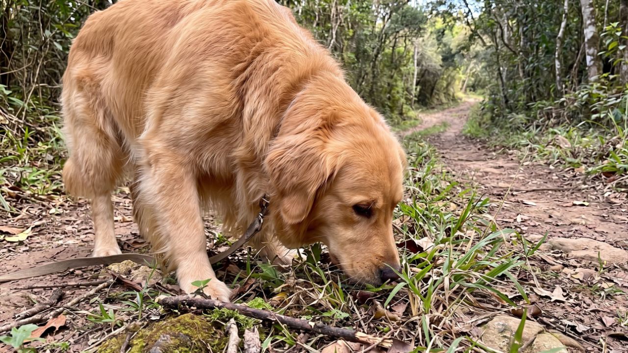 A vida no campo proporciona saúde, equilíbrio e bem-estar ao golden retriever.