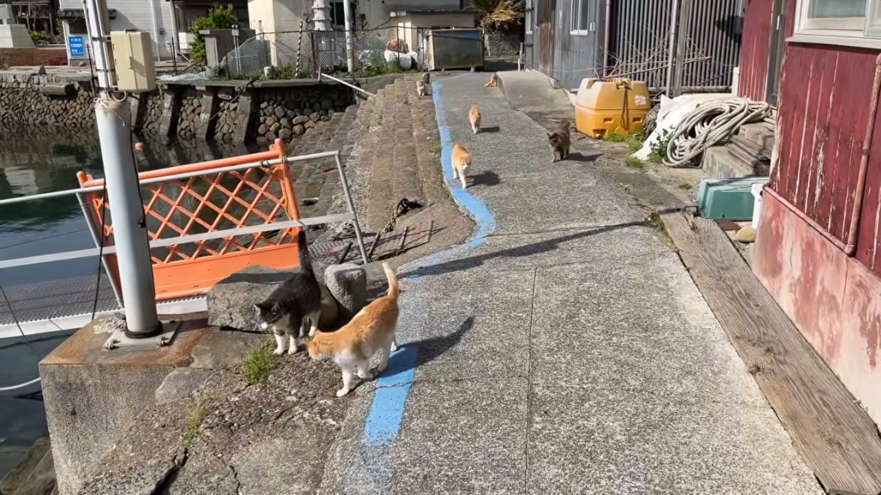 Aoshima enfrenta um declínio irreversível com o envelhecimento da população felina e o isolamento dos poucos moradores idosos. Créditos: (Youtube/@JapanAnimalTravels)