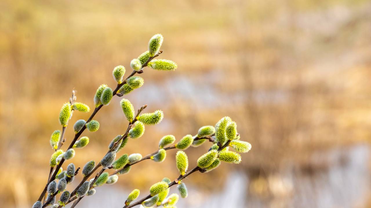 Não é só um galho, é um guardião! Aprenda a posicionar o salgueiro na porta de casa pra filtrar o cansaço e manter seu ambiente leve e limpo.