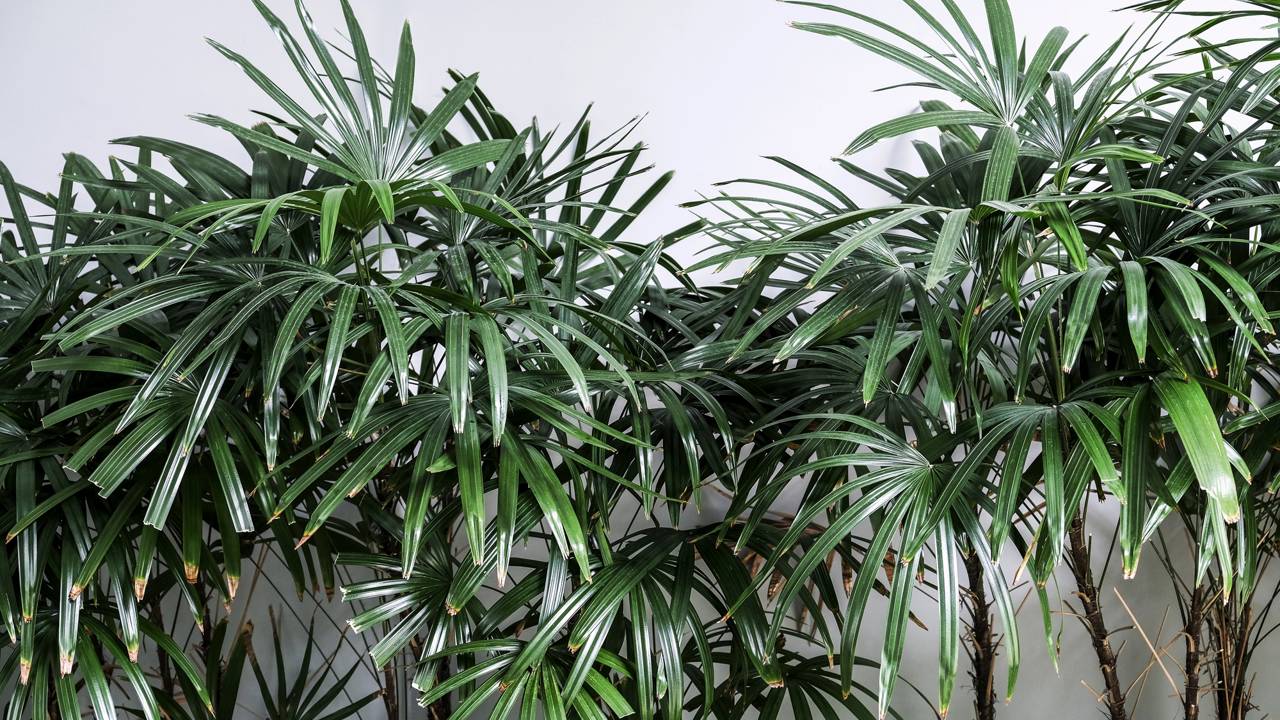 A palmeira-ráfis combina beleza e praticidade em jardins residenciaisA palmeira-ráfis combina beleza e praticidade em jardins residenciais