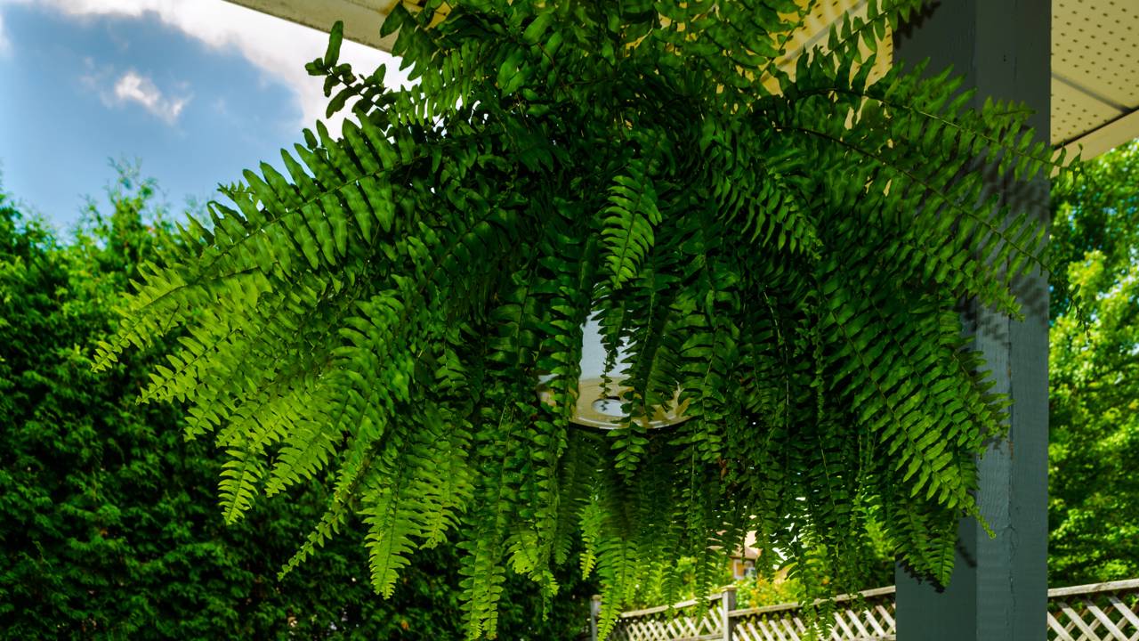 Uma vida equilibrada exige conexão com a natureza até dentro de casa. Saiba como o umidificador verde transforma sua rotina e protege o bem-estar da família.