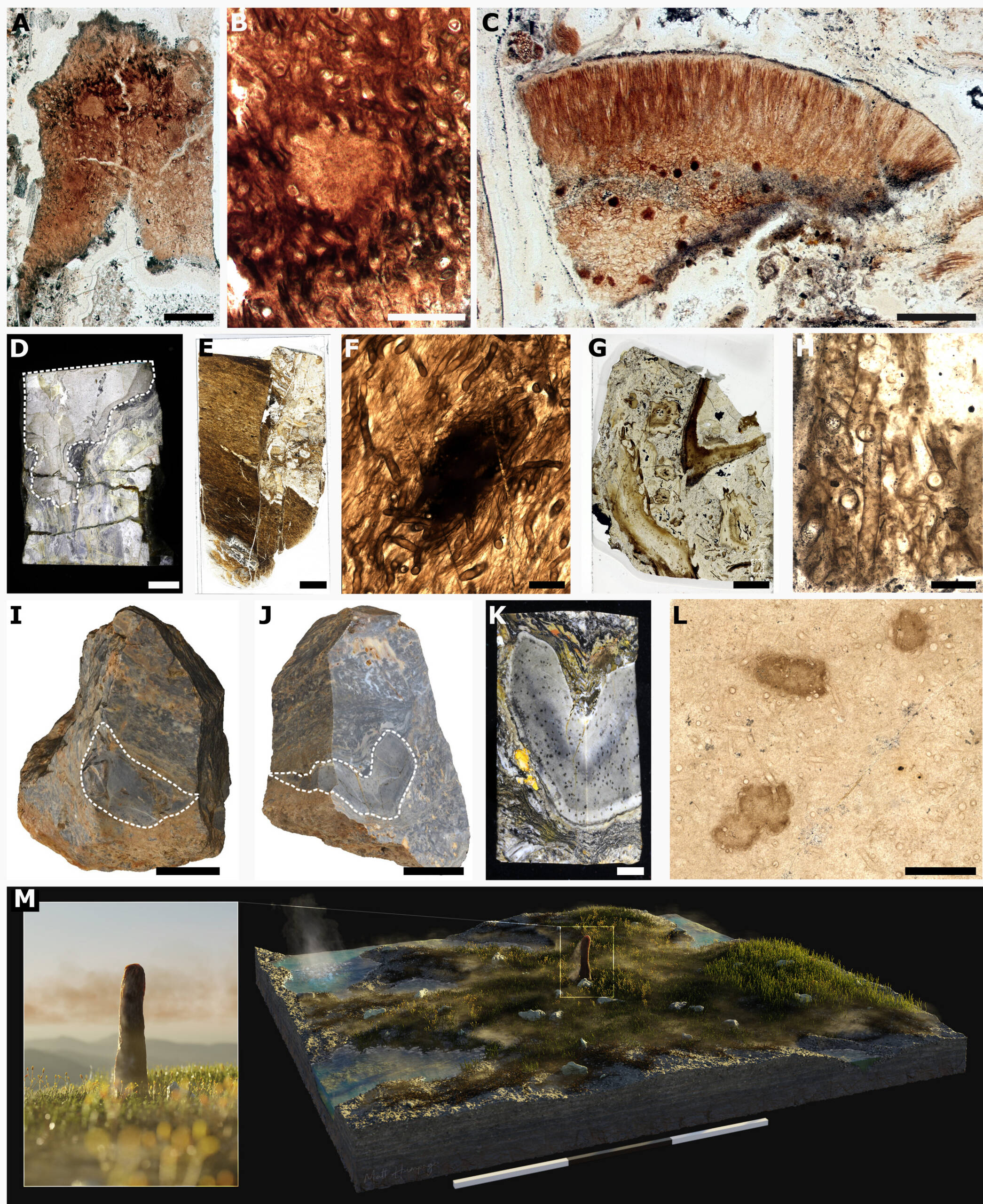 Imagens de duas das quatro seções finas contendo os fragmentos que constituem o material do tipo P. taiti, incluindo o fragmento com manchas medulares (B) e região periférica (C).