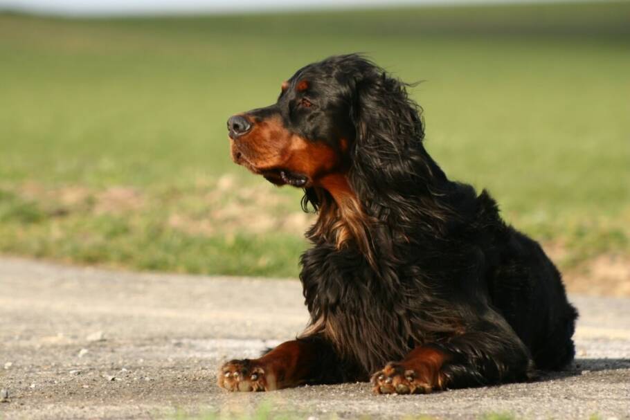 A pelagem longa do setter gordon exige escovação regular para evitar nós e remover sujeiras (Imagem: Sabine Hagedorn | Shutterstock)