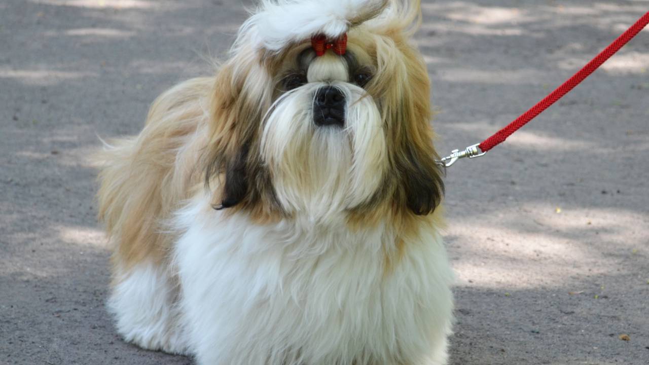 As cinco raças de cachorros mais calmas para se ter em casa