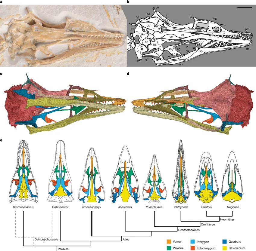 Crânio de Archaeopteryx FMNH PA 830 e reconstruções palatais de terópodes paravianos selecionados com um cladograma que representa suas relações.