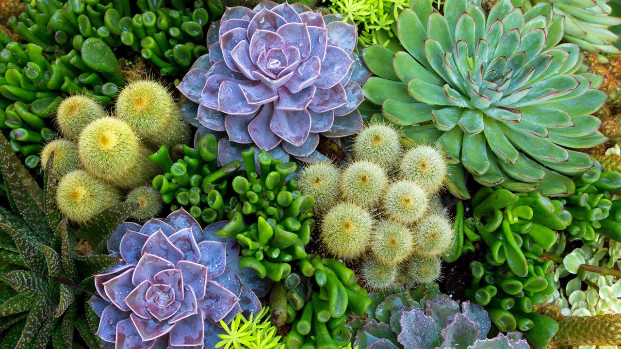 Por que as suculentas ficam vermelhas no sol? A ciência dos pigmentos protetores aplicada ao seu jardim.