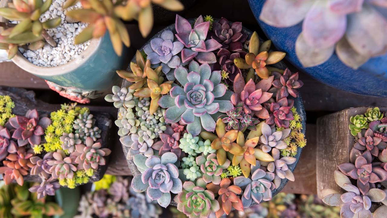 Reduza sua conta de água! Adote o paisagismo de baixo consumo com plantas rústicas e elegantes